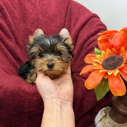 Milly - Blue and gold female Yorkshire Terrier puppy in Daleville, Indiana from Monarch Yorkshire Terriers