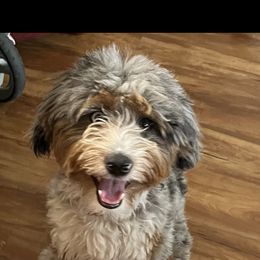 Rue - Aussiedoodle