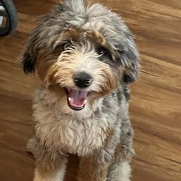 Rue - Aussiedoodle