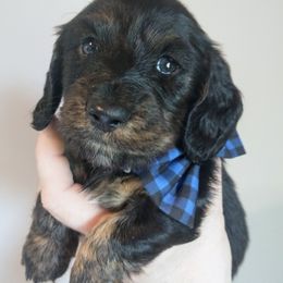Dachshund puppies from Weiners on a Hill