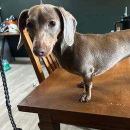 Millie - Dachshund