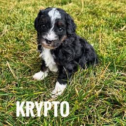 Krypto - Tri-color male Bernedoodle puppy in Bountiful, Utah from Red Brick Doodles