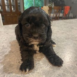 Theo - Black and white male Cockapoo puppy in Brookings, South Dakota from Hofer Pups