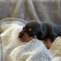 Ringo - Black and tan male Dachshund puppy in Palo Cedro, California from RK Doxies