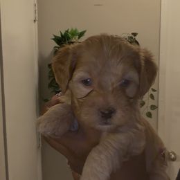 Holly - Brown and white female Cockapoo puppy in Marietta, Georgia from PupsofPepper