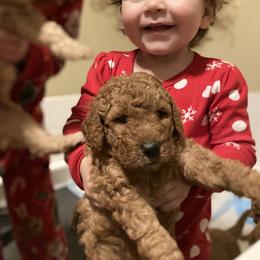 Goldendoodle Puppies from Golden Paws Farm
