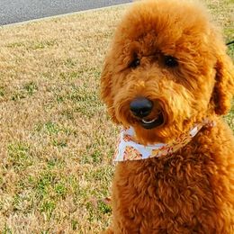 Goldendoodles and Poodles from Auburn Hills Doodles & Poodles