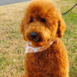 Goldendoodles and Poodles from Auburn Hills Doodles & Poodles