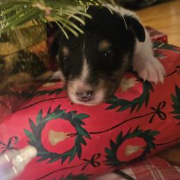 Boy 4 - Black white and tan male Collie puppy in Tennessee from Voneida Collies & Corgis