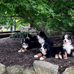Bernese Mountain Dog and Pembroke Welsh Corgi Puppies from Highland Meadows