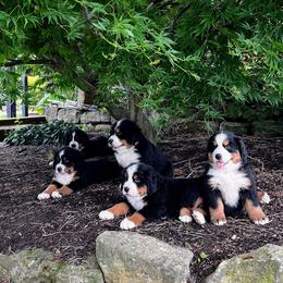 Bernese Mountain Dog and Pembroke Welsh Corgi Puppies from Highland Meadows