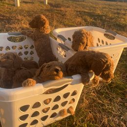 Poodle Puppies from J and S Farms