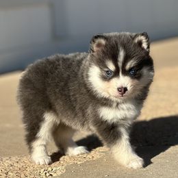 Princess - Blue female Pomsky puppy in Uintah County, Utah from Bingo's Wolfhounds, Lollipop Pomskies