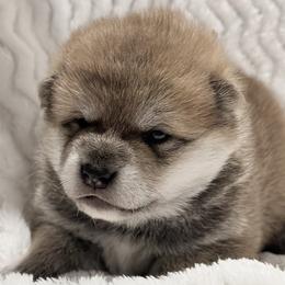 Duke - Red male Shiba Inu puppy in Trenton, Nebraska from Prairie Shibas