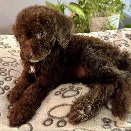 Smith - Chocolate female Labradoodle puppy in Kingston, Georgia from CC Familydoodles