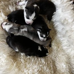 Goldendoodle and Siberian Husky Puppies from All American Pups