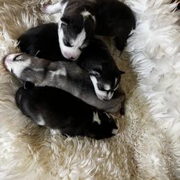 Goldendoodle and Siberian Husky Puppies from All American Pups