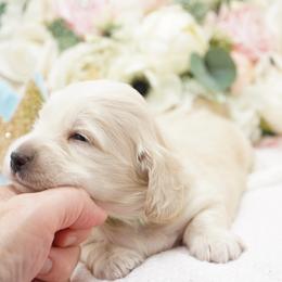 Prince Charming - Cream male Dachshund puppy in Big Rapids, Michigan from 30 Acre Woods Dachshunds