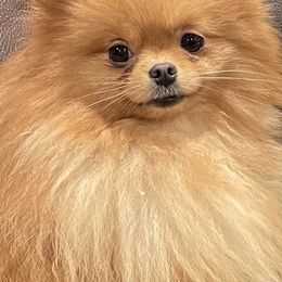 Nala - Pomeranian