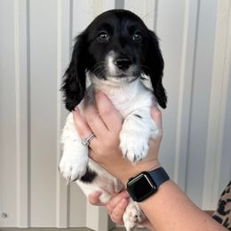 Girl 2 - Piebald female Dachshund puppy in Aurora, Missouri from Baker Farms
