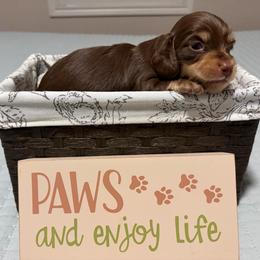 Chocolate and Cream Boy - Chocolate and cream male Dachshund puppy in Fontana, California from Oscar Meyer’s Weenies