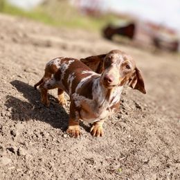 Sweetie - Dachshund