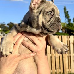 French Bulldog Puppies from Belle Âme Frenchies