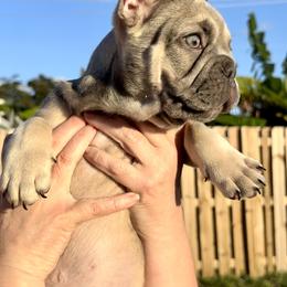 French Bulldog Puppies from Belle Âme Frenchies