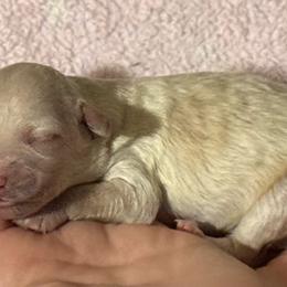 Honey - Apricot female Maltipoo puppy in Alexander, Arkansas from Durham's Designer Poos