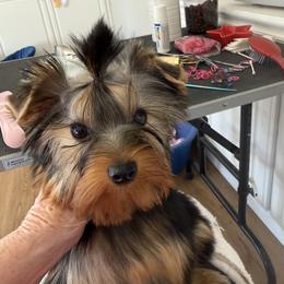 Yorkshire Terrier puppies from Palmridge Show Dogs