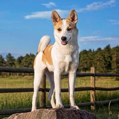 Norrbottenspets from Aarre Norrbottenspets