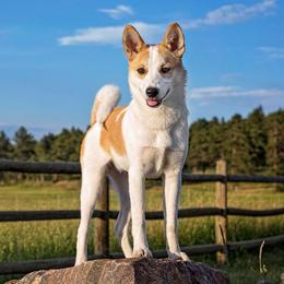 Norrbottenspets from Aarre Norrbottenspets