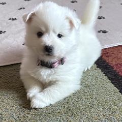 Puppy 3 - White female American Eskimo Dog puppy in Redlands, California from Arctic Storm Kennels