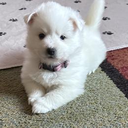 Puppy 3 - White female American Eskimo Dog puppy in Redlands, California from Arctic Storm Kennels