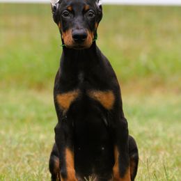 Maegor - Black and rust male Doberman Pinscher puppy in Rockwall, Texas from Elitehaus