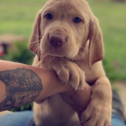 Labrador Retriever Puppies from Creekside Canines