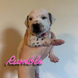 Rumble - White and black female Dalmatian puppy in Mount Vernon, Missouri from Spots & Spirals