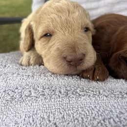 Ricky - Cream male Labradoodle puppy in Lowville, New York from Adirondack Labradoodles