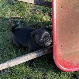 Boy 4 - Black male Pug puppy in Gold Bar, Washington from PNW Pugs