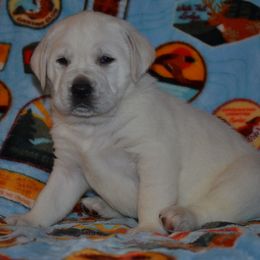 Reno Sacramento Hope - Yellow female Labrador Retriever puppy in Spring Creek, Nevada from Badland Kennel