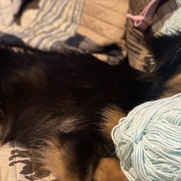German Shepherds, Toy Australian Shepherds, and Yorkshire Terriers from CountryHart Kennels