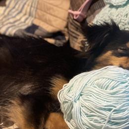 German Shepherds, Toy Australian Shepherds, and Yorkshire Terriers from CountryHart Kennels