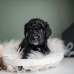 German Shepherd, Goldendoodle, and Golden Retriever Puppies from Silver Pines Pups