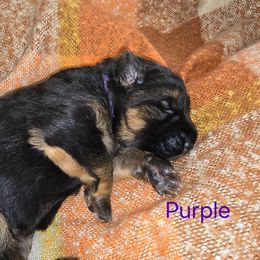 Purple Collar - Black and red female German Shepherd puppy in Sumner, Iowa from Vom Wilke Kennels