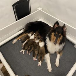 Collie puppies from Saltwater Collies LLC