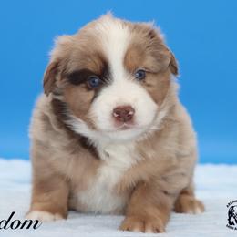 Freedom - Red merle male Miniature Australian Shepherd puppy in Weeki Wachee, Florida from Arlington's Mini Aussies