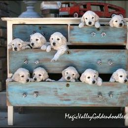 Bernedoodle, Goldendoodle, and Golden Mountain Doodle Puppies from Magic Valley Family Doodles
