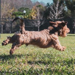 Dachshund All Grown Up from Koser’s Miniature Dachshunds