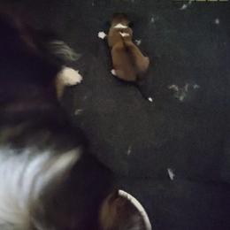 Darwin - Sable and white male Shetland Sheepdog puppy in Maricopa County, Arizona from Maple Leaf Shelties