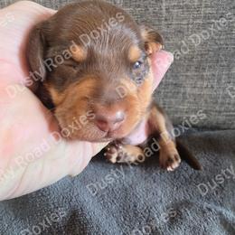 Bryer - Chocolate and tan male Dachshund puppy in Blanchard, Oklahoma from Dusty Road Doxies